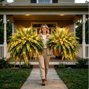 💛Glowing Boston Ferns with Lights – 🌿 Zero Watering. Zero Maintenance