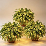 💛Glowing Boston Ferns with Lights – 🌿 Zero Watering. Zero Maintenance