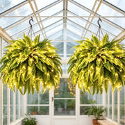 💛Glowing Boston Ferns with Lights – 🌿 Zero Watering. Zero Maintenance