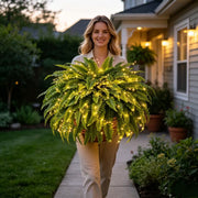💛Glowing Boston Ferns with Lights – 🌿 Zero Watering. Zero Maintenance