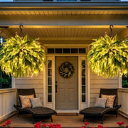 💛Glowing Boston Ferns with Lights – 🌿 Zero Watering. Zero Maintenance