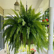 💛Glowing Boston Ferns with Lights – 🌿 Zero Watering. Zero Maintenance