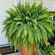💛Glowing Boston Ferns with Lights – 🌿 Zero Watering. Zero Maintenance