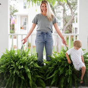 💛Glowing Boston Ferns with Lights – 🌿 Zero Watering. Zero Maintenance
