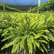 💛Glowing Boston Ferns with Lights – 🌿 Zero Watering. Zero Maintenance