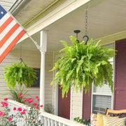 💛Glowing Boston Ferns with Lights – 🌿 Zero Watering. Zero Maintenance