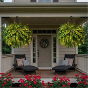 💛Glowing Boston Ferns with Lights – 🌿 Zero Watering. Zero Maintenance